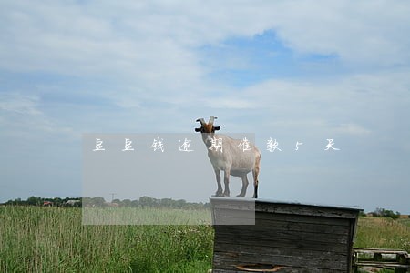 豆豆钱逾期催款5天 豆豆钱逾期催款5天