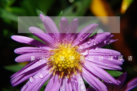 象山正规债务纠纷律师咨询电话 象山正规债务纠纷律师咨询电话