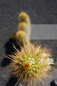 贝才贷款只还本金 贝才贷款只还本金