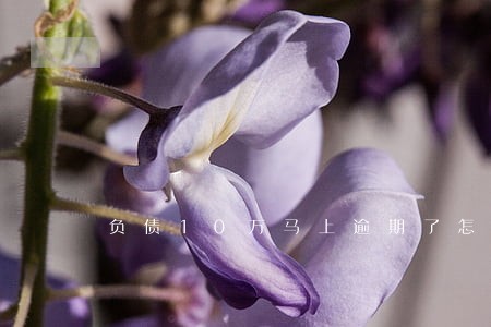 负债10万马上逾期了怎么办 负债10万马上逾期了怎么办