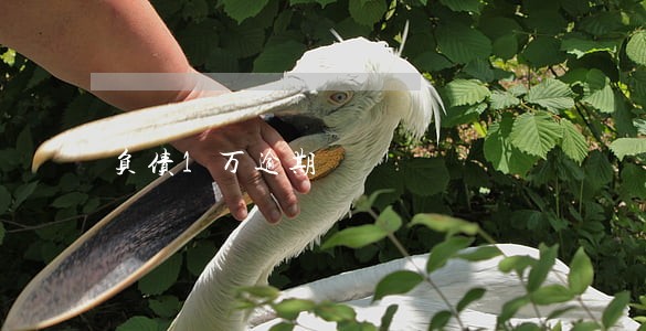 负债1万逾期 负债1万逾期