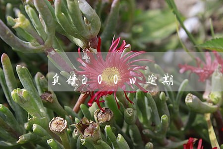 负债200w逾期 负债200w逾期