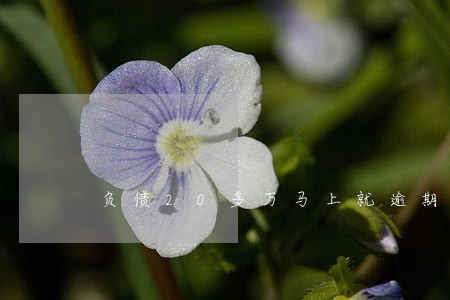 负债20多万马上就逾期怎么办 负债20多万马上就逾期怎么办