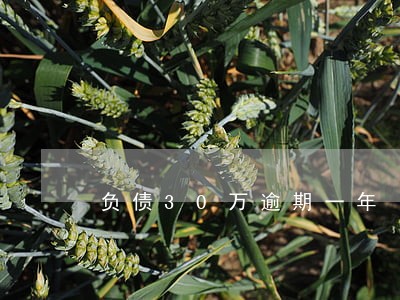 负债30万逾期一年 负债30万逾期一年