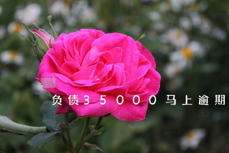负债35000马上逾期怎么办 负债35000马上逾期怎么办