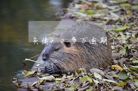 负债40多万逾期了 负债40多万逾期了