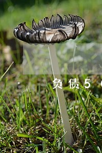 负债50万逾期了反而一身轻松 负债50万逾期了反而一身轻松