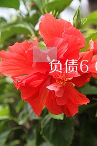负债60万所有信用卡逾期中