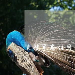 负债累累信用卡各种逾期