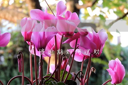 负债逾期如何理财