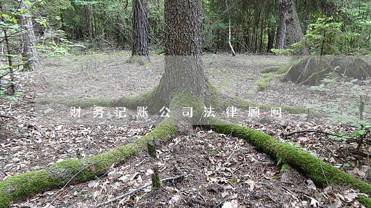 财务记账公司法律顾问 财务记账公司法律顾问
