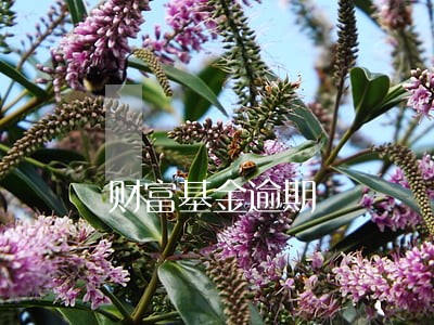 财富基金逾期 财富基金逾期
