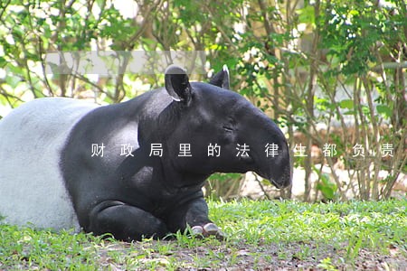 财政局里的法律生都负责什么呢 财政局里的法律生都负责什么呢