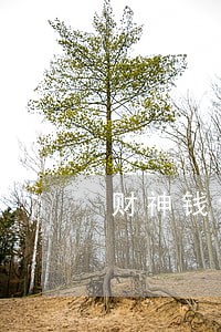 财神钱包逾期20天 财神钱包逾期20天
