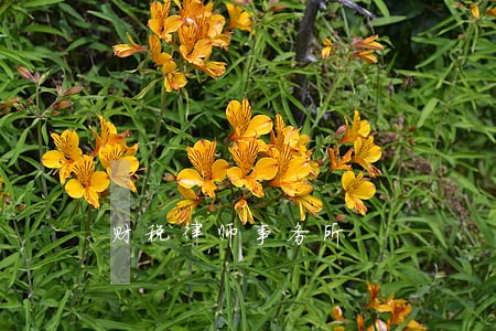 财税律师事务所