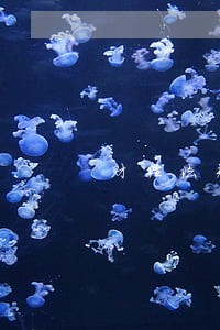 财经法规与职业道德小教案 财经法规与职业道德小教案
