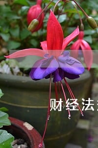 财经法规论文结论 财经法规论文结论