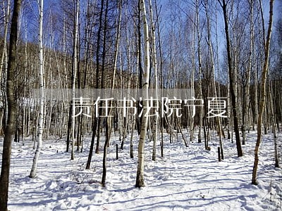 责任书法院宁夏