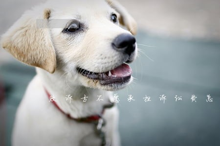 败诉方不愿承担诉讼费怎么交 败诉方不愿承担诉讼费怎么交