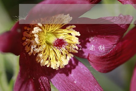 账户2月份2逾期 账户2月份2逾期