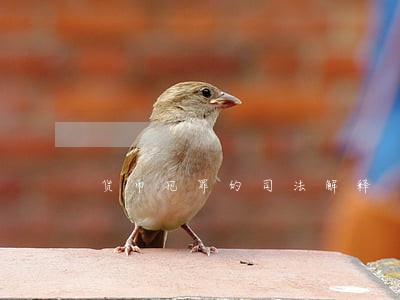 货币犯罪的司法解释 货币犯罪的司法解释
