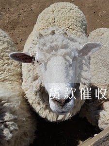 货款催收律师热线