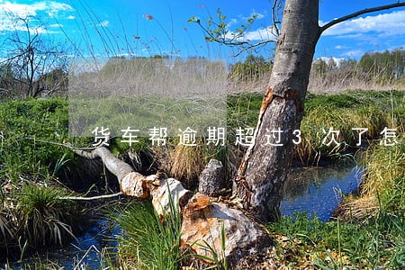 货车帮逾期超过3次了怎么办