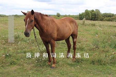 质押和司法再冻结 质押和司法再冻结