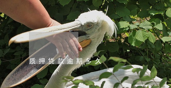 质押贷款逾期多久 质押贷款逾期多久