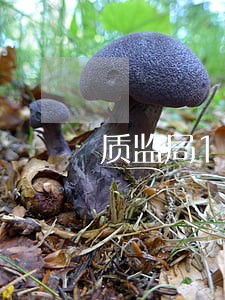 质监局100克惠民法码 质监局100克惠民法码