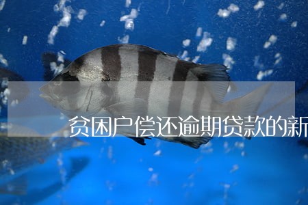 贫困户偿还逾期贷款的新闻 贫困户偿还逾期贷款的新闻