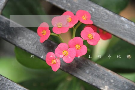 购买一些xx上的不雅视频违法吗 购买一些xx上的不雅视频违法吗