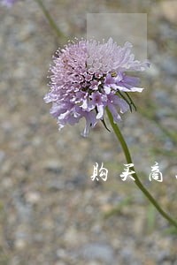 购买商品未付款违法吗 购买商品未付款违法吗