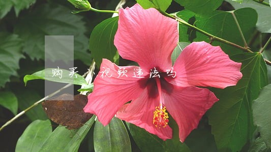 购买小视频违法吗 购买小视频违法吗