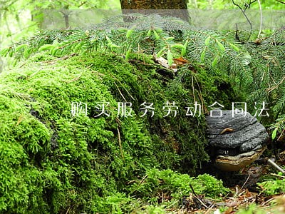 购买服务劳动合同法 购买服务劳动合同法