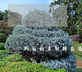 购买的素材转卖违法吗 购买的素材转卖违法吗