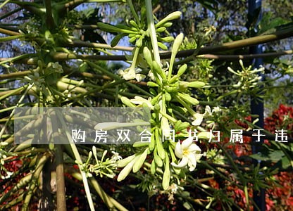 购房双合同书归属于违法行为吗