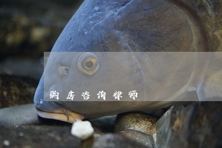 购房咨询律师 购房咨询律师