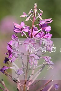 购房贷款逾期2天 购房贷款逾期2天