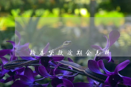 购房贷款逾期会怎样