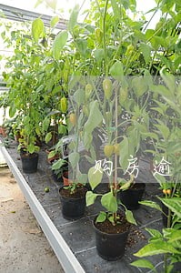 购房逾期45天 购房逾期45天
