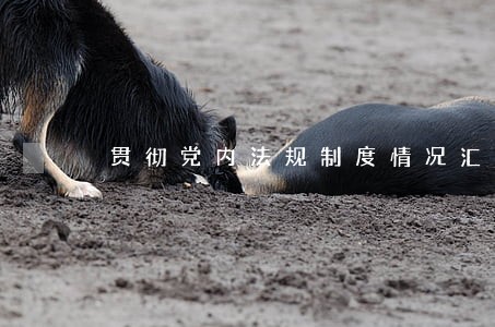 贯彻党内法规制度情况汇报 贯彻党内法规制度情况汇报