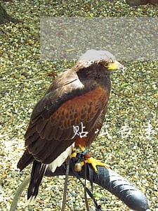 贴公告违法吗 贴公告违法吗
