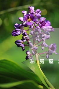 贴房屋出租广告违法吗