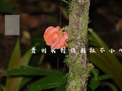 贵州农村信用社不小心逾期两天 贵州农村信用社不小心逾期两天