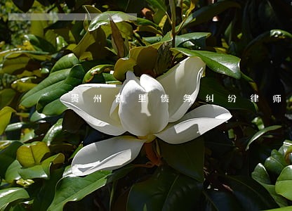 贵州凯里债务纠纷律师微信咨询 贵州凯里债务纠纷律师微信咨询