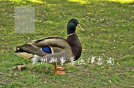 贵州刑事案法律咨询 贵州刑事案法律咨询
