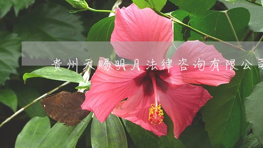 贵州天赐明月法律咨询有限公司 贵州天赐明月法律咨询有限公司