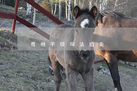 贵州平坝司法拍卖 贵州平坝司法拍卖