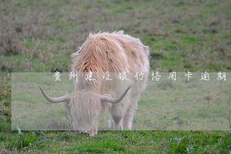 贵州建设银行信用卡逾期3个月 贵州建设银行信用卡逾期3个月